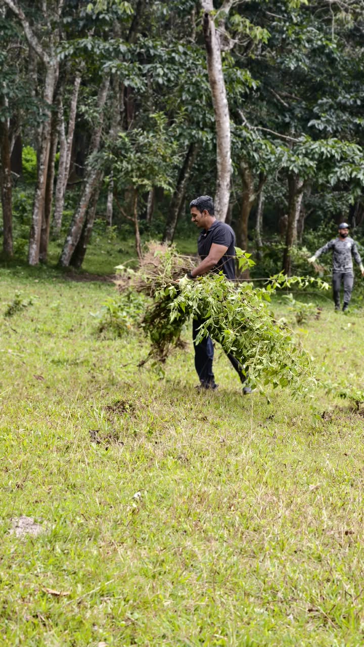 Forest restoration